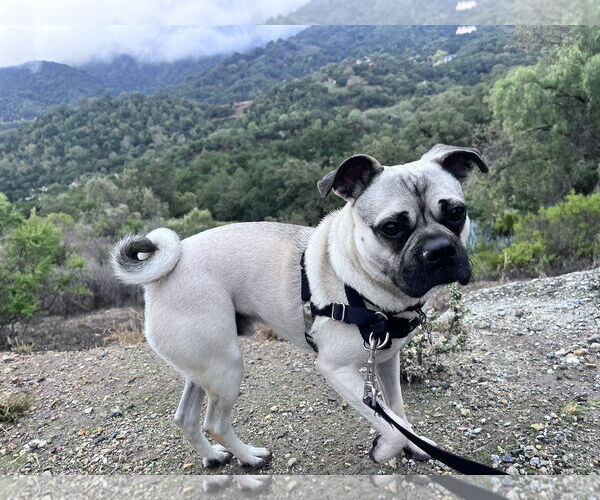 Medium Photo #1 Pug-Unknown Mix Puppy For Sale in San Jose, CA, USA