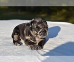 Small #3 Pug