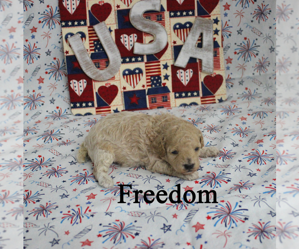 Medium Photo #4 Poodle (Toy) Puppy For Sale in CHANUTE, KS, USA