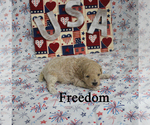 Small #3 Poodle (Toy)