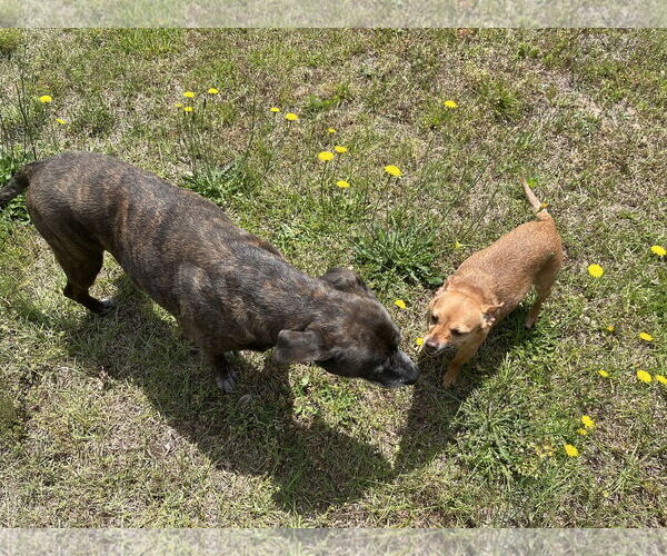 Medium Photo #3 Chihuahua-Unknown Mix Puppy For Sale in Holly Springs, NC, USA