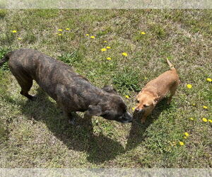 Bambi  [bonded to Sheba] - Female Chihuahua-Unknown Mix Dog for Adoption - Photo #3