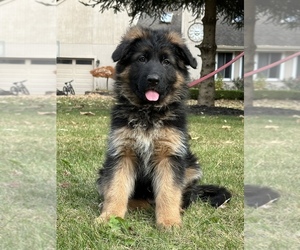 German Shepherd Dog Puppy for sale in LOUISVILLE, KY, USA