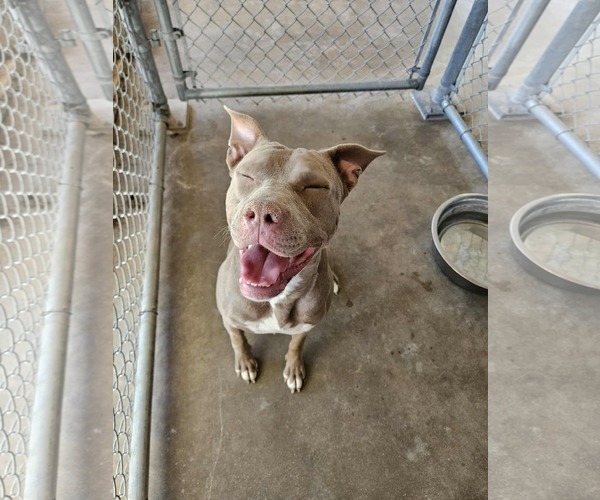 Medium Photo #2 American Pit Bull Terrier-Unknown Mix Puppy For Sale in El Centro, CA, USA