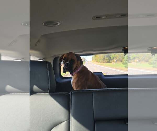 Medium Photo #2 Boxer Puppy For Sale in Woodbury, MN, USA