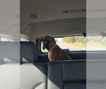 Small Photo #2 Boxer Puppy For Sale in Woodbury, MN, USA