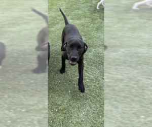 Dachshund-Unknown Mix Dogs for adoption in Cranston, RI, USA