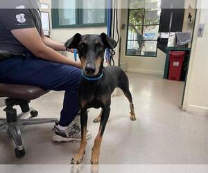 Medium Doberman Pinscher