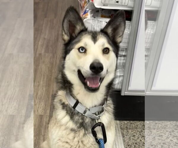 Medium Photo #1 Siberian Husky Puppy For Sale in Cedar Crest, NM, USA