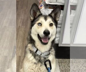 Siberian Husky Dogs for adoption in Cedar Crest, NM, USA