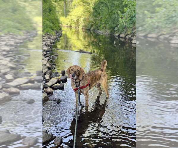 Medium Photo #17 Plott Hound-Unknown Mix Puppy For Sale in Elmsford, NY, USA