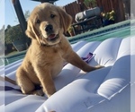 Small Photo #2 Golden Retriever Puppy For Sale in WEST COVINA, CA, USA