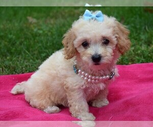 Shih-Poo Puppy for sale in COSHOCTON, OH, USA
