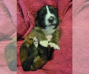 Bullmastiff-Saint Bernard Mix Puppy for sale in IRVING, NY, USA