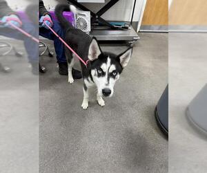 Siberian Husky Dogs for adoption in Forestville, MD, USA