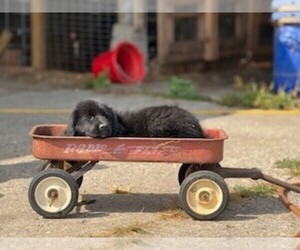 Medium Newfoundland