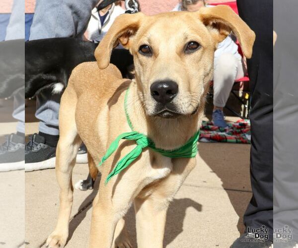 Medium Photo #1 Labrador Retriever-Retriever  Mix Puppy For Sale in Washington, DC, USA