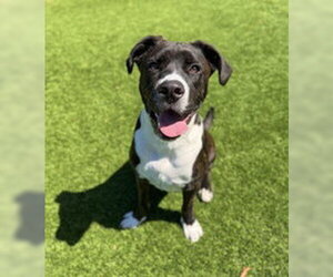 American Pit Bull Terrier Dogs for adoption in Salinas, CA, USA
