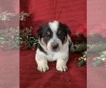 Small Photo #13 Cowboy Corgi Puppy For Sale in MENIFEE, CA, USA