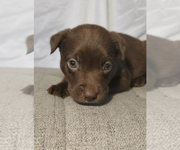 Medium Photo #1 Huskies -Labrador Retriever Mix Puppy For Sale in Raleigh, NC, USA