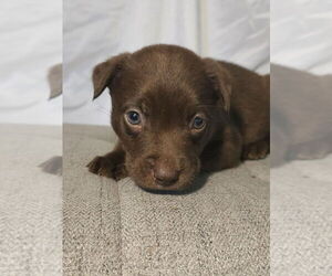 Huskies -Labrador Retriever Mix Dogs for adoption in Raleigh, NC, USA