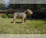 Small Photo #10 Olde English Bulldogge Puppy For Sale in MEMPHIS, TN, USA
