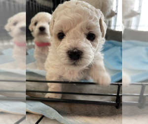 Bichon Frise Puppy for sale in SAN JOSE, CA, USA