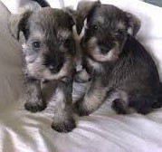 Medium Photo #1 Schnauzer (Miniature) Puppy For Sale in CHARLES TOWN, WV, USA