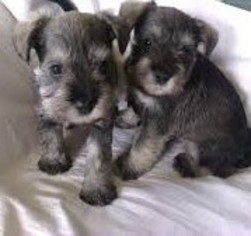 Schnauzer (Miniature) Puppy for sale in CHARLES TOWN, WV, USA