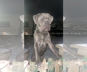 Father of the Cane Corso puppies born on 03/03/2023