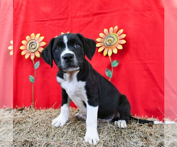 Medium Photo #2 Bulldog-Labrador Retriever Mix Puppy For Sale in Wetumpka, AL, USA