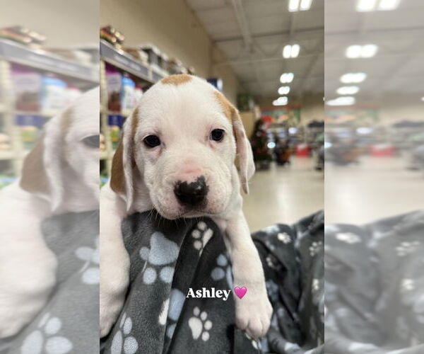 Medium Photo #11 Mutt Puppy For Sale in Wenonah, NJ, USA