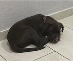 Small #1 Catahoula Leopard Dog Mix