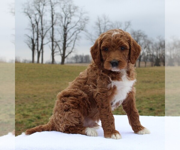 Medium Photo #8 Irish Doodle Puppy For Sale in GREENCASTLE, PA, USA