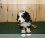 Small #6 Miniature Bernedoodle