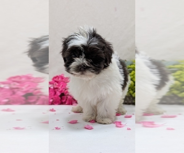 Medium Photo #17 Havanese Puppy For Sale in GOSHEN, IN, USA