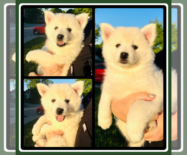 Medium Photo #1 Pomsky Puppy For Sale in DE SOTO, KS, USA