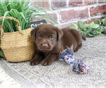 Small Labrador Retriever