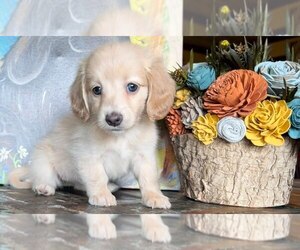 Dachshund Puppy for sale in PEMBROKE PINES, FL, USA