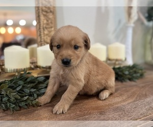 Golden Retriever Puppy for sale in FORDLAND, MO, USA