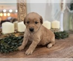 Image preview for Ad Listing. Nickname: Cooper blue