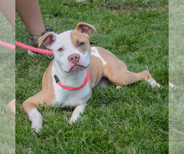 Medium Photo #4 American Staffordshire Terrier-Boxer Mix Puppy For Sale in Huntley, IL, USA