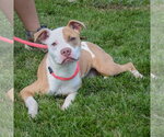 Small #3 American Staffordshire Terrier-Boxer Mix