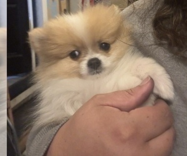 Medium Photo #3 Pomeranian Puppy For Sale in FIFE, WA, USA