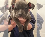 Small Photo #8 American Bully Puppy For Sale in MACON, GA, USA