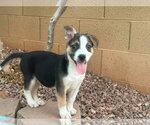 Small #2 Jack Russell Terrier Mix