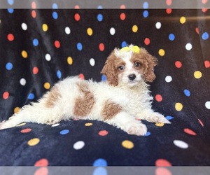 Cock-A-Poo Puppy for sale in LAKELAND, FL, USA