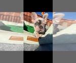 Small #15 French Bulldog