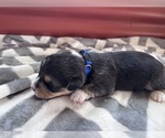 Small #6 Pembroke Welsh Corgi