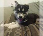 Small Photo #2 Siberian Husky Puppy For Sale in WORTHINGTON, PA, USA